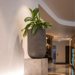 Cody Plant Vase - Ridged Dark Grey -Plant potted plants CodyPlantVase RidgedDarkGrey 1