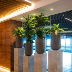 Cody Plant Vase - Ridged Dark Grey -Plant potted plants CodyPlantVase RidgedDarkGrey 8