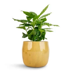 Babet Plant Pot - Camel 20 Babet Plant Pot - Camel -Plant potted plants Coffea arabica Coffee Plant 12x35cm Babet Plant Pot Camel 14x12cm 1 6577e3ca aa86 4f47 92db b91dd694bc9b