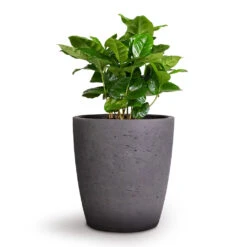 Gerben Plant Pot - Black Washed 16 Gerben Plant Pot - Black Washed -Plant potted plants Coffea arabica Coffee Plant 12x35cm Gerben Plant Pot Black Washed 15x16cm 39bf4d52 6b29 4fca 9c81 4a4ed7bf207c