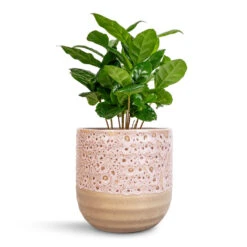 Coffea Arabica - Coffee Plant -Plant potted plants Coffea arabica Coffee Plant 12x35cm Ocean Glaze Plant Pot Morganite 13x13cm 683a92ef 07b4 4c7c 95cc a6339b8f17d6