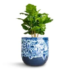 Coffea Arabica - Coffee Plant -Plant potted plants Coffea arabica Coffee Plant 12x35cm Ocean Glaze Plant Pot Sapphire 13x13cm