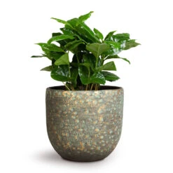 Coffea Arabica - Coffee Plant -Plant potted plants Coffea arabica Coffee Plant 12x35cm Rinca Plant Pot Shiny Green 15x13cm