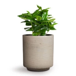 Coffea Arabica - Coffee Plant -Plant potted plants Coffea arabica Coffee Plant 12x35cm Suzi Plant Pot Grey Washed 15x16.5cm