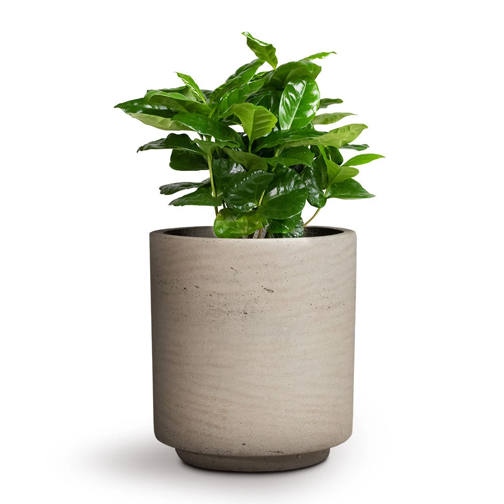 Suzi Plant Pot - Grey Washed 4 Suzi Plant Pot - Grey Washed - Image 2