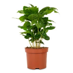 Coffea Arabica - Coffee Plant -Plant potted plants Coffee arabica Coffee Plant 12x35cm