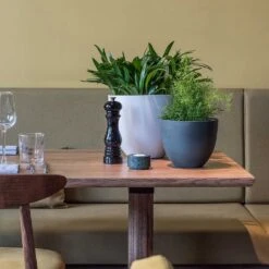 Coral Refined Planter - Natural White -Plant potted plants Coral Refined Planter Pine Green Natural White Houseplants