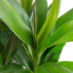 Cordyline Fruticosa Glauca - Green Ti Plant -Plant potted plants Cordyline fruticosa Glauca Green Ti Plant 19x55cm 2