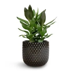 Cordyline Fruticosa Glauca - Green Ti Plant -Plant potted plants Cordyline fruticosa Glauca Green Ti Plant 19x55cm Bolino Plant Pot Shiny Black 24x21cm 1 ffdf3e51 28a9 4118 bbb5 714942084fb8