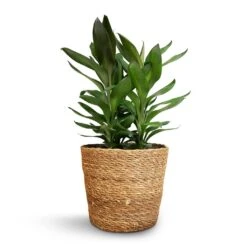 Cordyline Fruticosa Glauca - Green Ti Plant -Plant potted plants Cordyline fruticosa Glauca Green Ti Plant 19x55cm Igmar Plant Basket Natural 22x19cm 1
