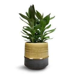 Cordyline Fruticosa Glauca - Green Ti Plant -Plant potted plants Cordyline fruticosa Glauca Green Ti Plant 19x55cm Marlijn Plant Pot Thyme 21x21cm