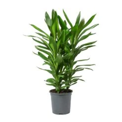 Cordyline Fruticosa Glauca - Green Ti Plant -Plant potted plants Cordyline fruticosa Glauca Green Ti Plant Large
