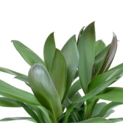 Cordyline Fruticosa Glauca - Green Ti Plant -Plant potted plants Cordyline fruticosa Glauca Green Ti Plant Leaves