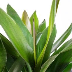 Cordyline Fruticosa Glauca - Green Ti Plant -Plant potted plants Cordyline fruticosa Glauca Green Ti Plant SWATCH