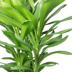 Cordyline Fruticosa Glauca - Green Ti Plant -Plant potted plants Cordyline fruticosa Glauca Green Ti Plant Stems