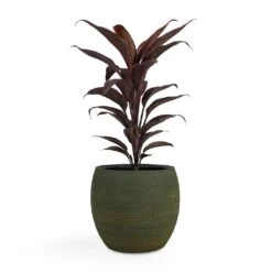 Cordyline Fruticosa Mambo - Hawaiian Ti Plant 23 Cordyline Fruticosa Mambo - Hawaiian Ti Plant -Plant potted plants Cordyline fruticosa Mambo Hawaiian Ti Plant 12x40cm Dex Plant Pot Forrest 19x16cm