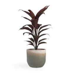 Tarra Plant Pot - Forest -Plant potted plants Cordyline fruticosa Mambo Hawaiian Ti Plant 12x40cm Tarra Plant Pot Forest 15x13cm fed8040c f594 42b4 9e76 7c459928dfb3