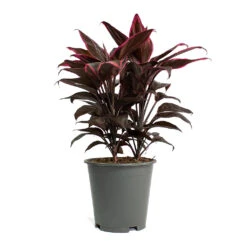 Cordyline Fruticosa Mambo - Hawaiian Ti Plant 28 Cordyline Fruticosa Mambo - Hawaiian Ti Plant -Plant potted plants Cordyline fruticosa Mambo Hawaiian Ti Plant 19cm