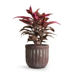 Cordyline Fruticosa Mambo - Hawaiian Ti Plant 32 Cordyline Fruticosa Mambo - Hawaiian Ti Plant -Plant potted plants Cordyline fruticosa Mambo Hawaiian Ti Plant 19x50cm Duncan Plant Pot Blue Gold 23x22cm 0b14a82e 7c73 4728 a5a0 ad733f00f0dc
