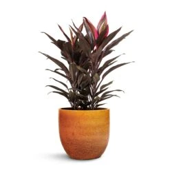 Jolin Plant Pot - Ochre -Plant potted plants Cordyline fruticosa Mambo Hawaiian Ti Plant 19x50cm Jolin Plant Pot Desert 24x23cm