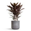 Cordyline Fruticosa Mambo - Hawaiian Ti Plant -Plant potted plants Cordyline fruticosa Mambo Hawaiian Ti Plant 19x50cm Remmi Glaze Plant Pot Grey 20x20cm c3aa3ded ee22 405c 8c78 4f241fd60fe9