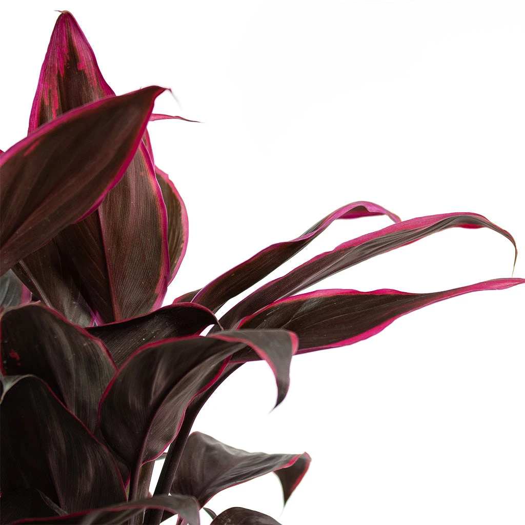 Cordyline Fruticosa Mambo - Hawaiian Ti Plant 8 Cordyline Fruticosa Mambo - Hawaiian Ti Plant - Image 6