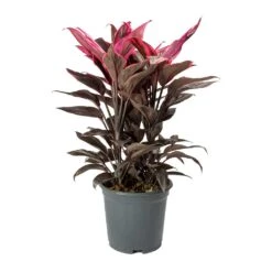 Cordyline Fruticosa Mambo - Hawaiian Ti Plant 26 Cordyline Fruticosa Mambo - Hawaiian Ti Plant -Plant potted plants Cordyline fruticosa Mambo Hawaiian Ti Plant Large