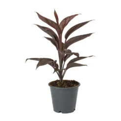 Cordyline Fruticosa Mambo - Hawaiian Ti Plant 24 Cordyline Fruticosa Mambo - Hawaiian Ti Plant -Plant potted plants Cordyline fruticosa Mambo Hawaiian Ti Plant a0c65b4b 8ead 47e2 a284 a2b6a510e83d
