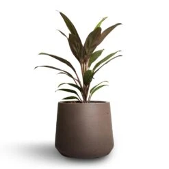 Cordyline Fruticosa Rumba - Hawaiian Ti Plant -Plant potted plants Cordyline fruticosa Rumba Hawaiian Ti Plant 12x35cm Patt Plant Pot Ash Brown 17x14cm