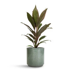 Cordyline Fruticosa Rumba - Hawaiian Ti Plant -Plant potted plants Cordyline fruticosa Rumba Hawaiian Ti Plant 12x35cm Remmi Glaze Plant Pot Green 14x14cm be6d917c 0351 45d1 b6df 4409cbbfa099