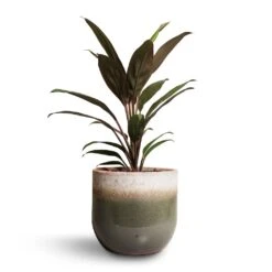 Tarra Plant Pot - Forest -Plant potted plants Cordyline fruticosa Rumba Hawaiian Ti Plant 12x35cm Tarra Plant Pot Forest 15x13cm 00f6dd4e e1c9 4d63 9d09 c5d3f44e748d