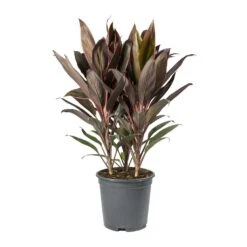 Cordyline Fruticosa Rumba - Hawaiian Ti Plant -Plant potted plants Cordyline fruticosa Rumba Hawaiian Ti Plant