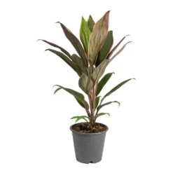 Cordyline Fruticosa Rumba - Hawaiian Ti Plant -Plant potted plants Cordyline fruticosa Rumba Hawaiian Ti Plant Small