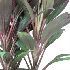 Cordyline Fruticosa Rumba - Hawaiian Ti Plant -Plant potted plants Cordyline fruticosa Rumba Hawaiian Ti Plant Stems