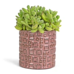 Cotyledon Tomentosa Ladys - Bear Paw Plant 14 Cotyledon Tomentosa Ladys - Bear Paw Plant -Plant potted plants Cotyledon tomentosa ladys Bear Paw Plant 12x25cm Fiene Plant Pot Pink 14x14cm 3e5f3c27 3f6b 4ba5 b1ae db9ed3f12a21