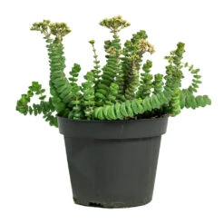 Crassula Marneriana Hottentot - Jade Necklace 14 Crassula Marneriana Hottentot - Jade Necklace -Plant potted plants Crassula marneriana Hottentot Jade Necklace 11cm