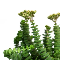 Crassula Marneriana Hottentot - Jade Necklace 13 Crassula Marneriana Hottentot - Jade Necklace -Plant potted plants Crassula marneriana Hottentot Jade Necklace 11cm Close Up