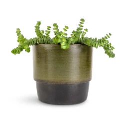 Crassula Marneriana Hottentot - Jade Necklace 20 Crassula Marneriana Hottentot - Jade Necklace -Plant potted plants Crassula marneriana Hottentot Jade Necklace 11x15cm Erik Plant Pot Olive 14x12cm