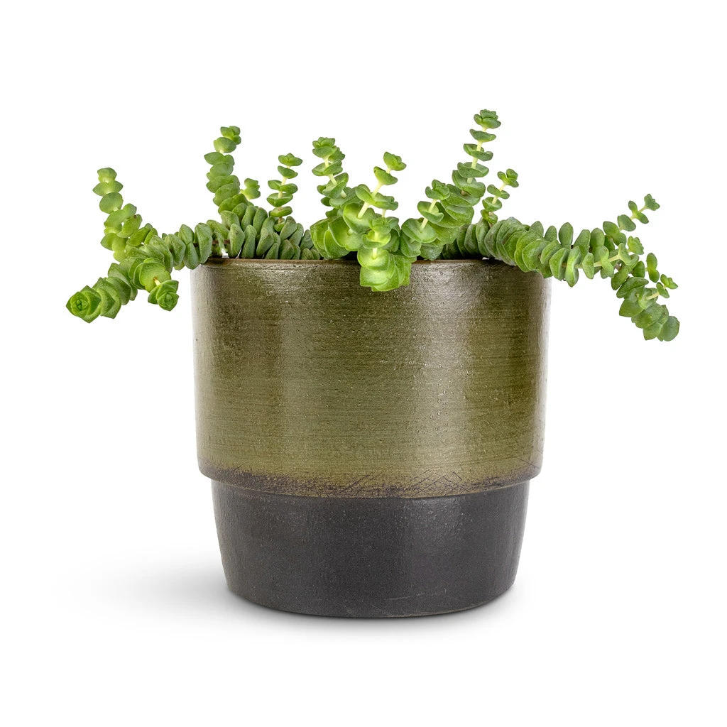 Crassula Marneriana Hottentot - Jade Necklace 11 Crassula Marneriana Hottentot - Jade Necklace - Image 9