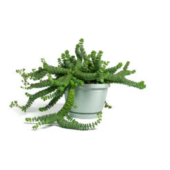 Crassula Marneriana Hottentot - Jade Necklace 15 Crassula Marneriana Hottentot - Jade Necklace -Plant potted plants Crassula marneriana Hottentot Jade Necklace 14cm