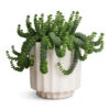 Crassula Marneriana Hottentot - Jade Necklace -Plant potted plants Crassula marneriana Hottentot Jade Necklace 14x20cm Bourton Scalloped Plant Pot Ivory 16x16cm a35d2460 bb46 4447 a58f 9c9938a9b256