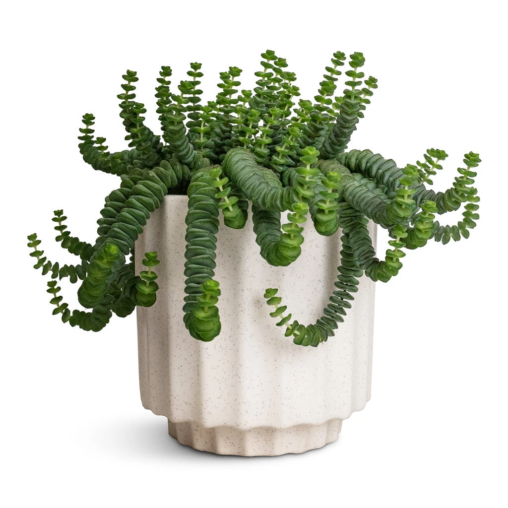 Crassula Marneriana Hottentot - Jade Necklace 3 Crassula Marneriana Hottentot - Jade Necklace