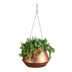 Crassula Marneriana Hottentot - Jade Necklace 16 Crassula Marneriana Hottentot - Jade Necklace -Plant potted plants Crassula marneriana Hottentot Jade Necklace 14x20cm Soho Hanging Plant Pot Aged Copper 21x15cm bae9d37c 1abb 43f5 80f1 a6de5f336d89