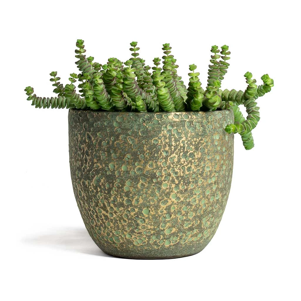 Crassula Marneriana Hottentot - Jade Necklace 10 Crassula Marneriana Hottentot - Jade Necklace - Image 8