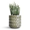 Crassula Muscosa - Watch Chain Plant -Plant potted plants Crassula muscosa Watch Chain Plant 10.5x20cm Stian Plant Pot Moss Green 13x12cm