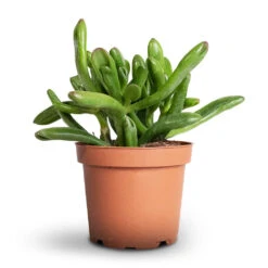 Crassula Ovata Gollum - Jade Plant -Plant potted plants Crassula ovata Gollum Jade Plant 12x25cm 1