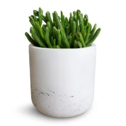 Crassula Ovata Gollum - Jade Plant -Plant potted plants Crassula ovata Gollum Jade Plant 12x25cm Charlie Plant Pot White Washed 15x15cm