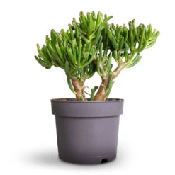 Crassula Ovata Gollum - Jade Plant -Plant potted plants Crassula ovata Gollum Jade Plant 17x25cm 1