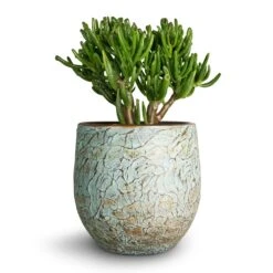 Crassula Ovata Gollum - Jade Plant -Plant potted plants Crassula ovata Gollum Jade Plant 17x25cm Evi Plant Pot Antique Bronze 22x20cm