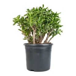 Crassula Ovata Gollum - Jade Plant -Plant potted plants Crassula ovata Gollum Jade Plant 30x50cm